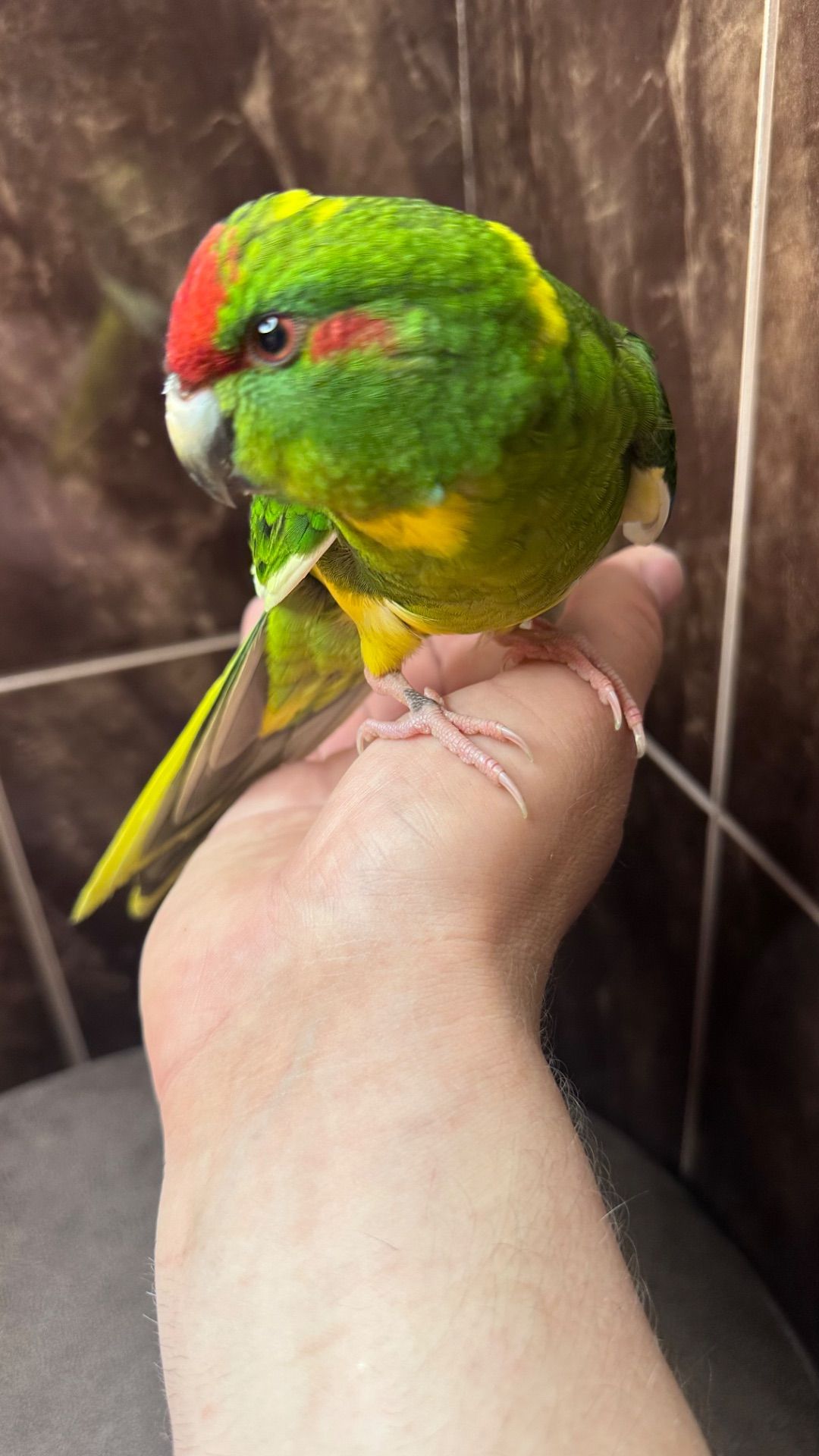 Какарик ручной попугай, птенец