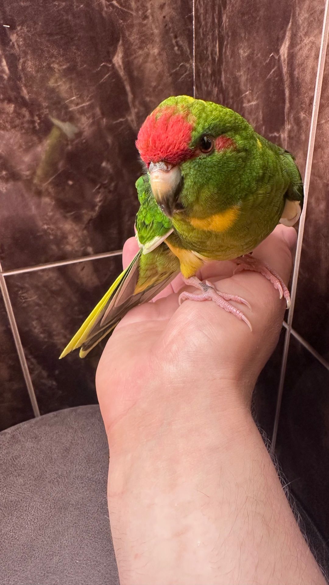 Какарик ручной попугай, птенец