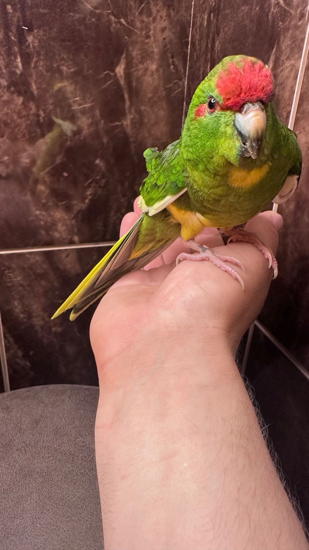 Какарик ручной попугай, птенец