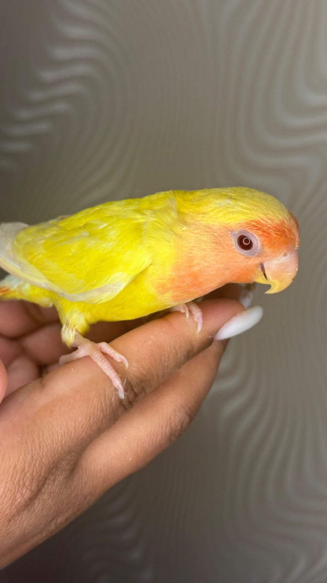 Ручні папуги нерозлучник молоді та пари