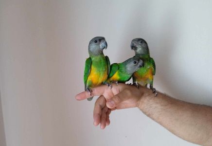Сенагальский попугай, сенегал, синегальские малыши