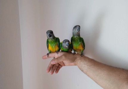 Сенагальский попугай, сенегал, синегальские малыши