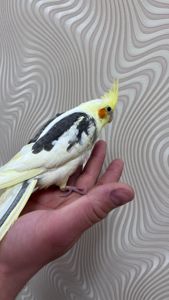 Ручні папужки з чубчиком Корелла