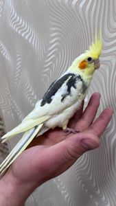 Ручні папужки з чубчиком Корелла