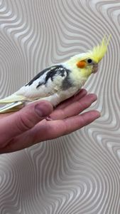 Ручні папужки з чубчиком Корелла