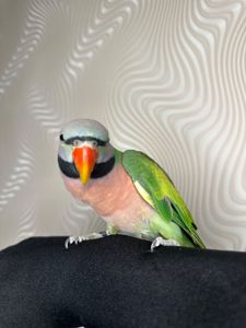 Говорящий попугай розовогрыдый