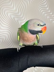 Говорящий попугай розовогрыдый