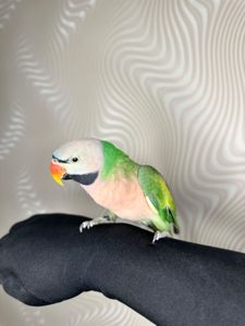 Говорящий попугай розовогрыдый