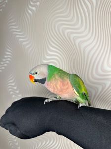 Говорящий попугай розовогрыдый