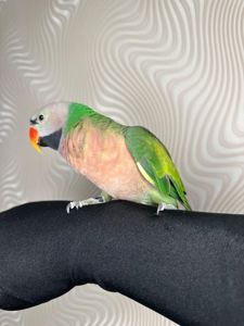 Говорящий попугай розовогрыдый