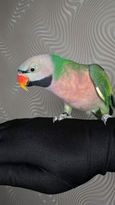 Говорящий попугай розовогрыдый