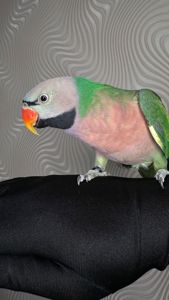 Говорящий попугай розовогрыдый
