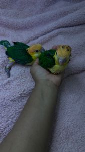 Рижеголовые попугаи каик птенцы выкормыши