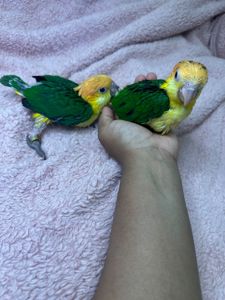 Рижеголовые попугаи каик птенцы выкормыши