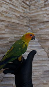 Солнечный попугайчик малыша а выкормыши