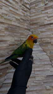 Солнечный попугайчик малыша а выкормыши