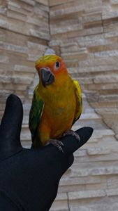 Солнечный попугайчик малыша а выкормыши