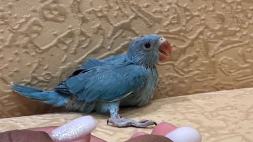 Синий ожереловый попугайчик выкормыш