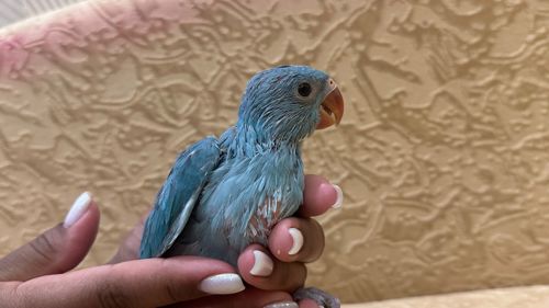 Синий ожереловый попугайчик выкормыш