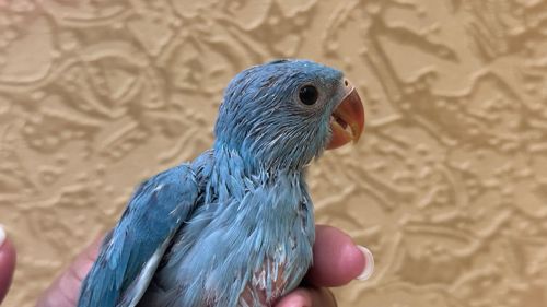 Синий ожереловый попугайчик выкормыш