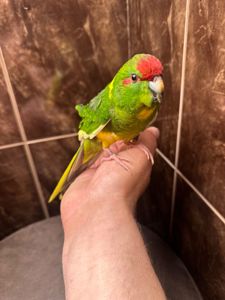 Какарик ручной попугай, птенец