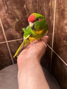 Какарик ручной попугай, птенец
