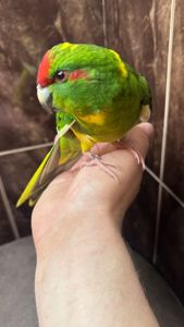 Какарик ручной попугай, птенец