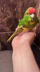 Какарик ручной попугай, птенец