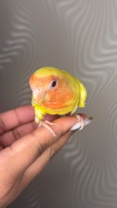 Ручні папуги нерозлучник молоді та пари