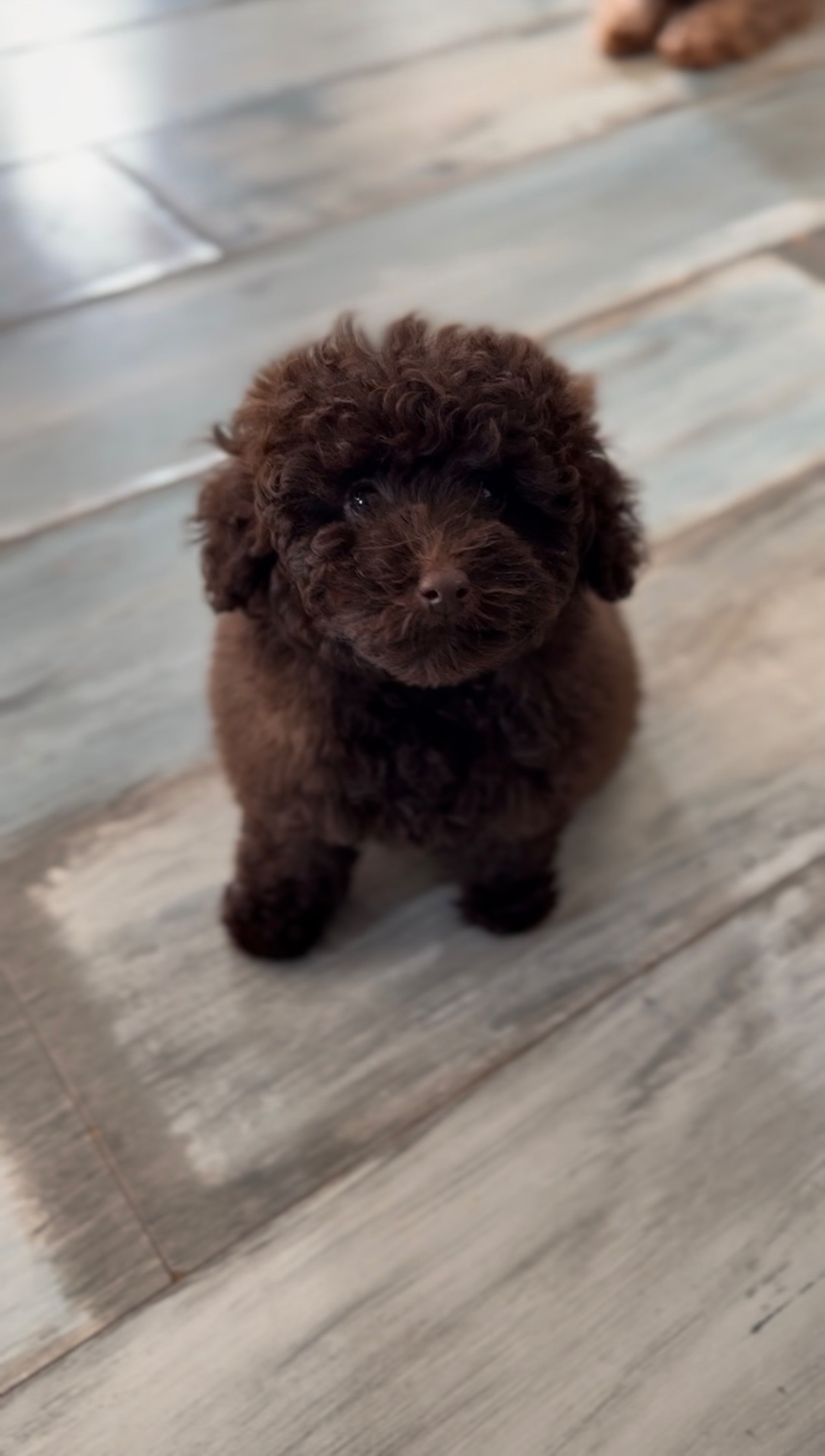 Шоколадний мальтипу (міні) хлопчик