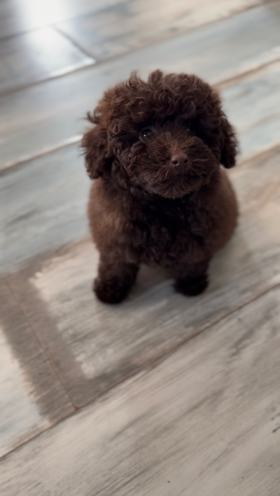 Шоколадний мальтипу (міні) хлопчик