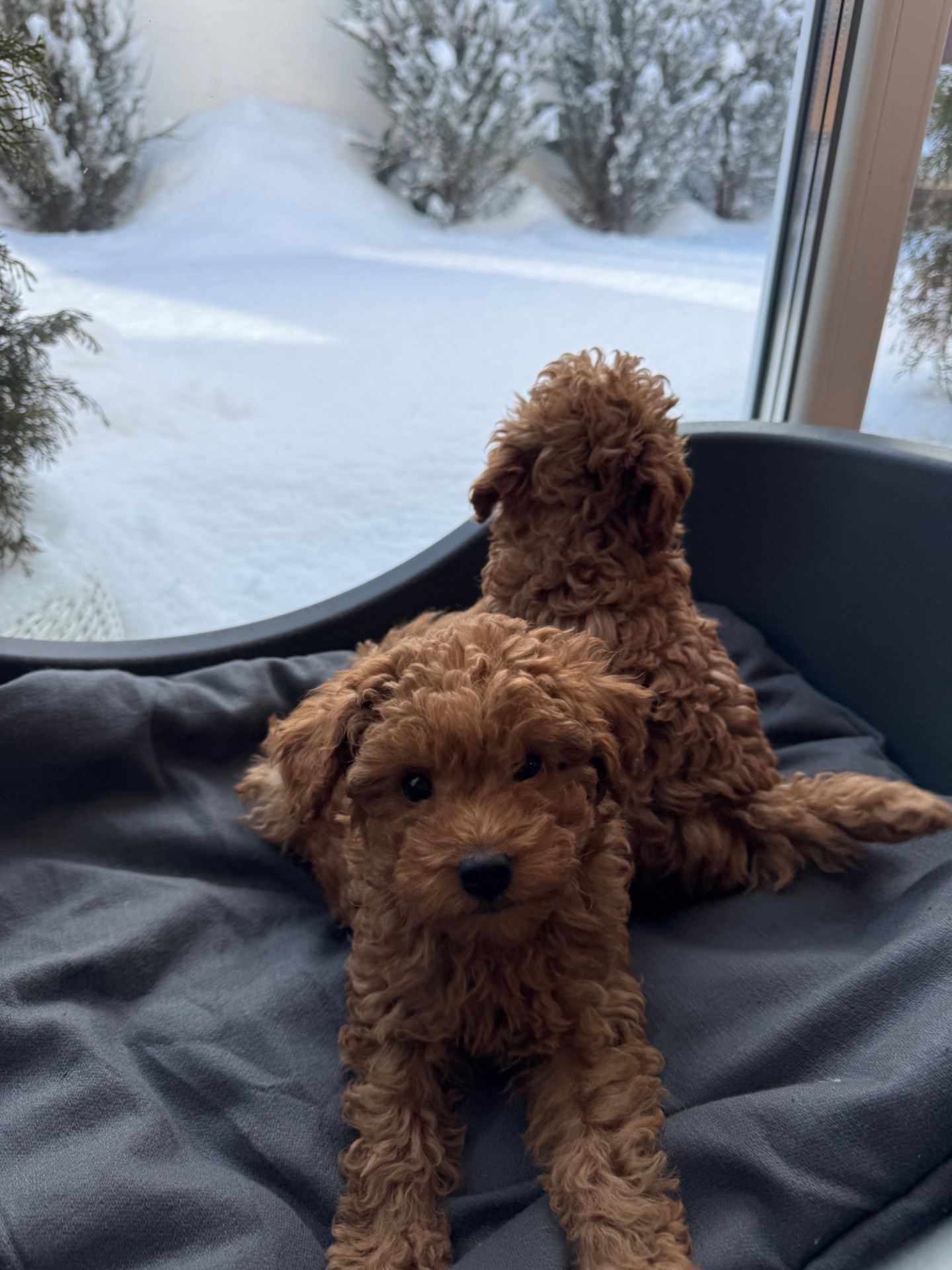 Щенки прекрасной породы