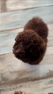 Шоколадний мальтипу (міні) хлопчик