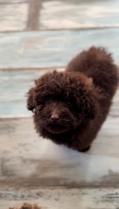 Шоколадний мальтипу (міні) хлопчик