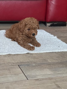 Щенки прекрасной породы