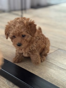 Щенки прекрасной породы