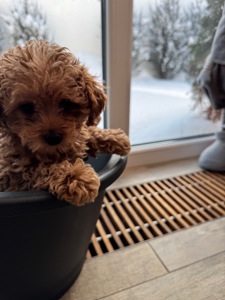 Щенки прекрасной породы