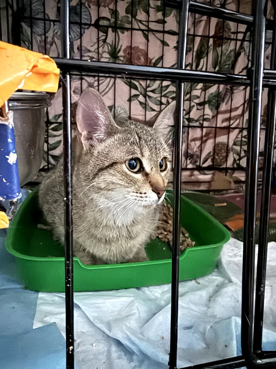 Ніжна Моніка, кошеня