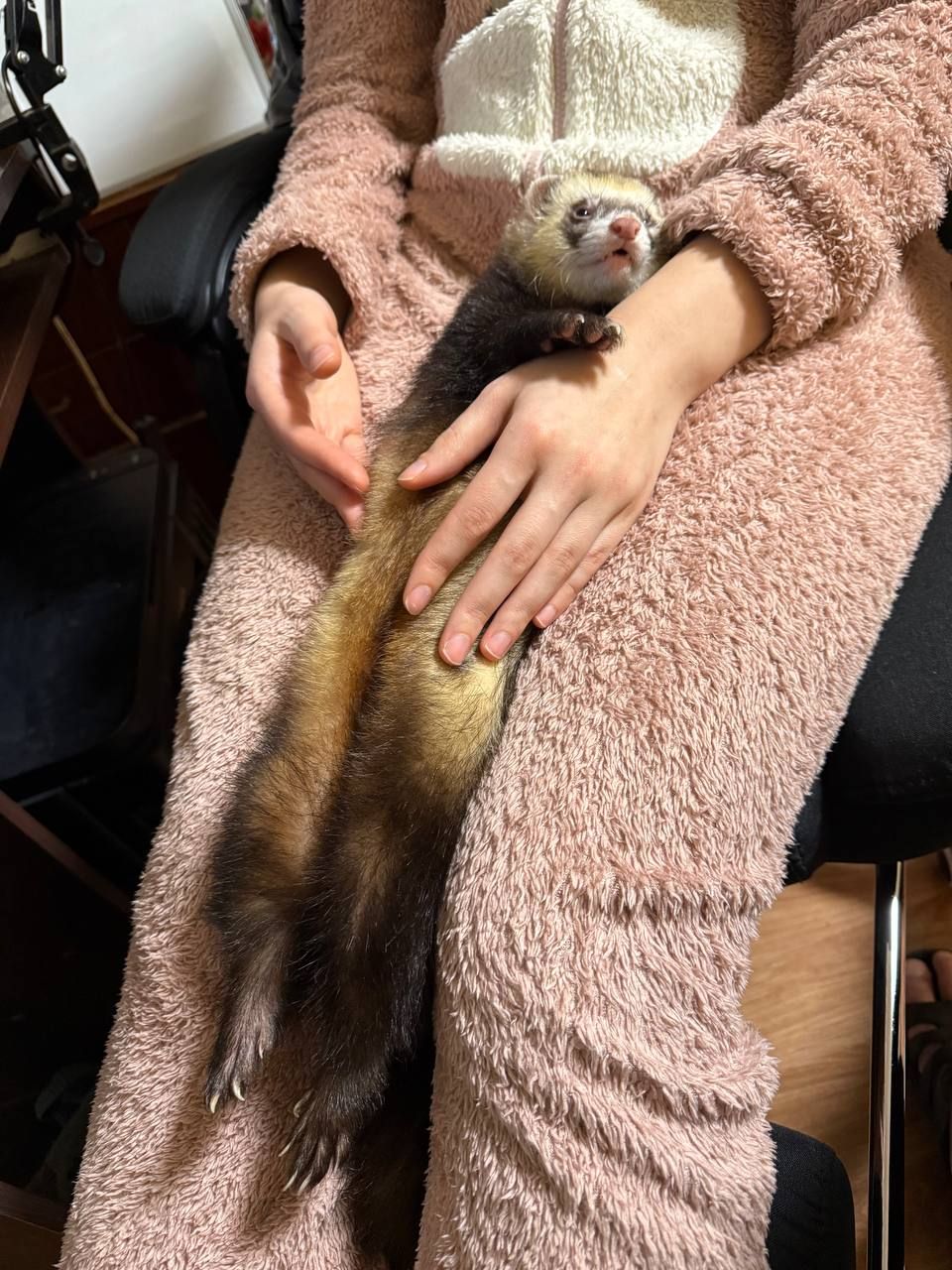 Хитрый и ласковый