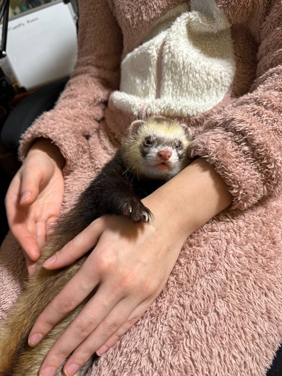 Хитрый и ласковый