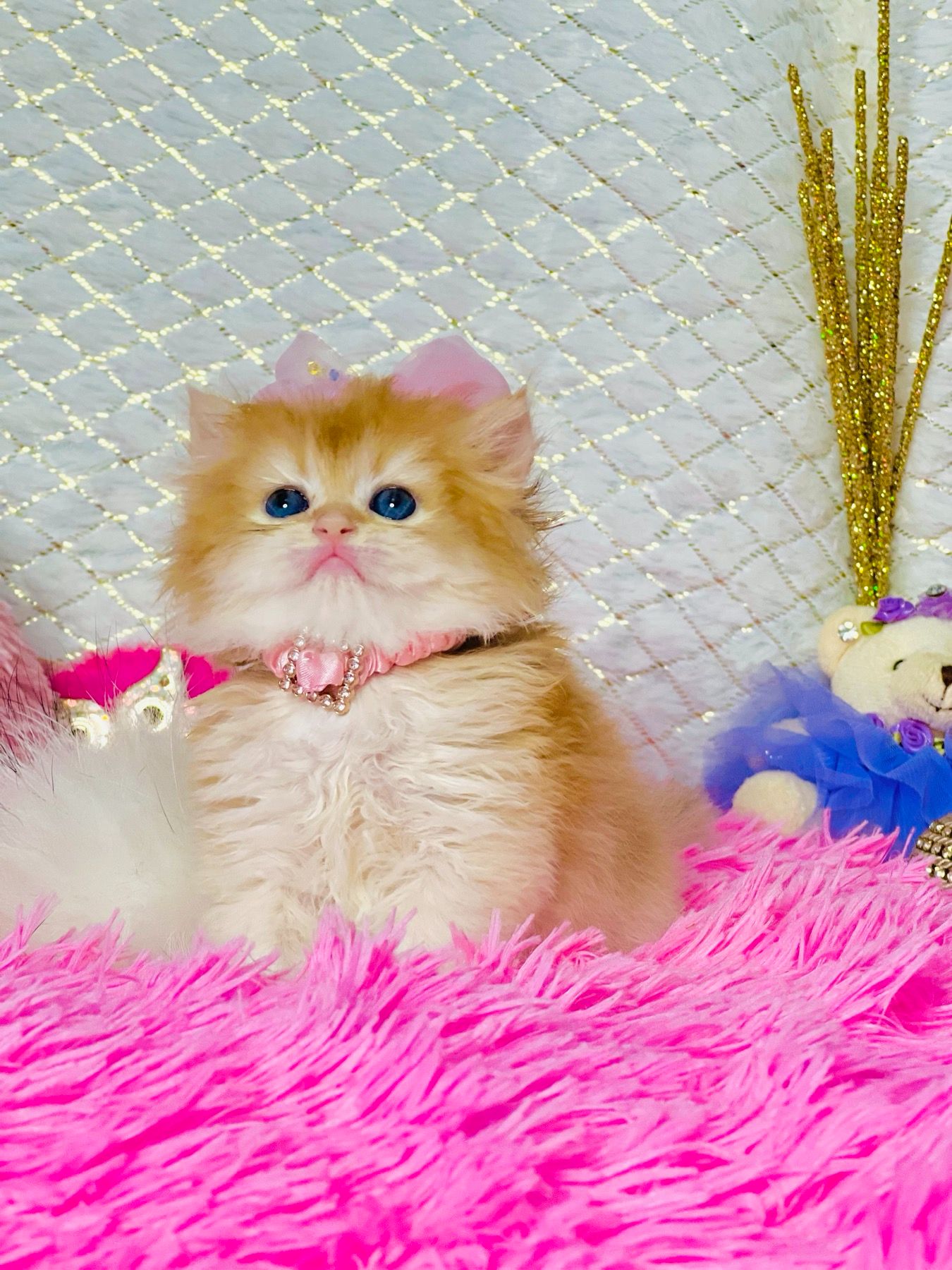 Британська золота шиншилла