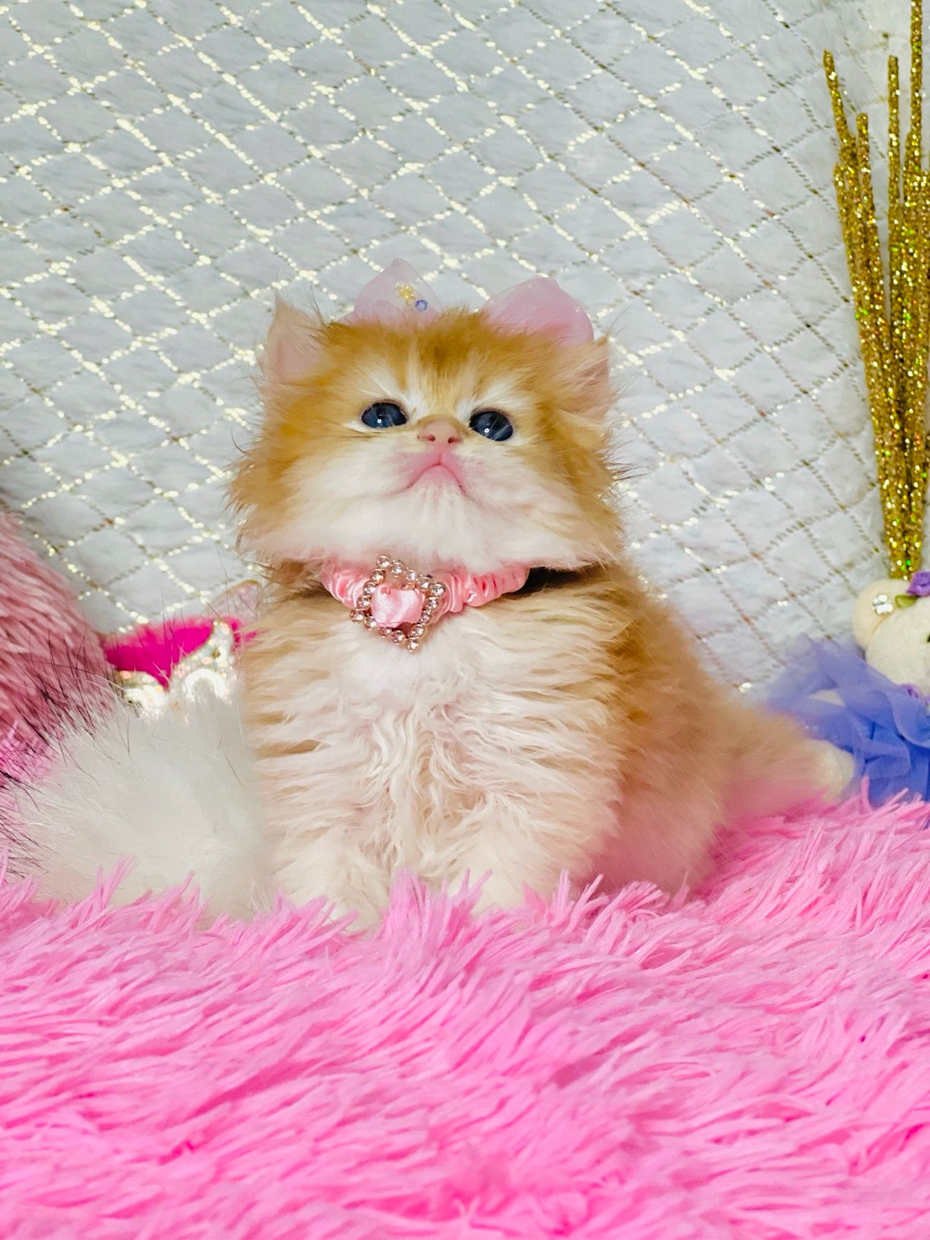 Британська золота шиншилла