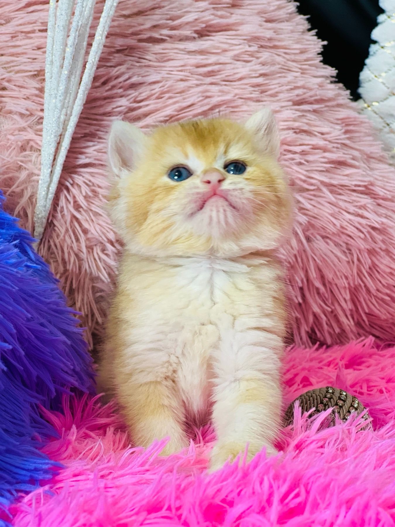 Британська золота шиншилла