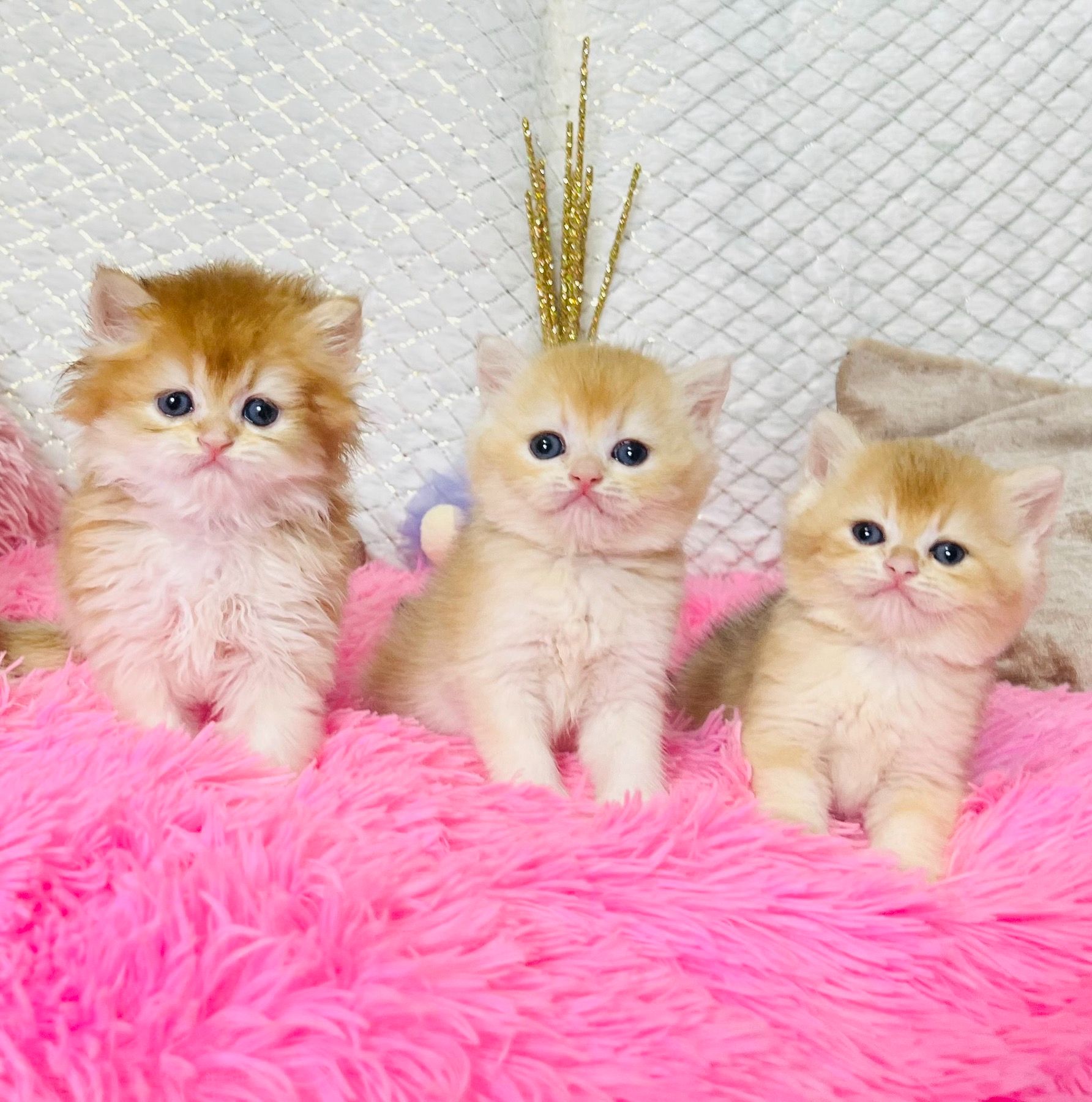 Британська золота шиншилла