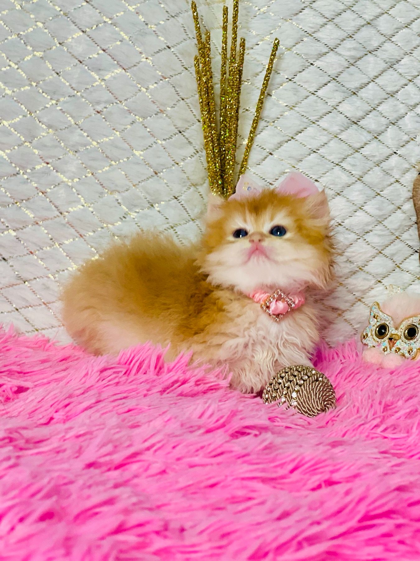 Британська золота шиншилла