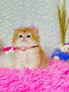 Британська золота шиншилла