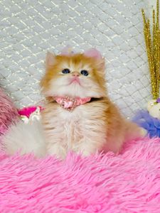 Британська золота шиншилла