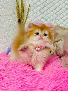 Британська золота шиншилла