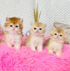 Британська золота шиншилла