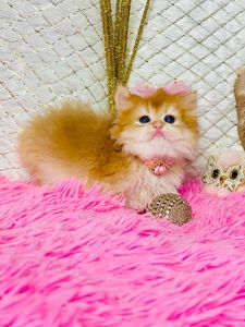 Британська золота шиншилла